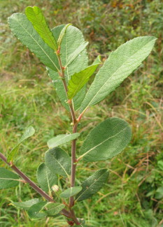 Grey Willow leaves