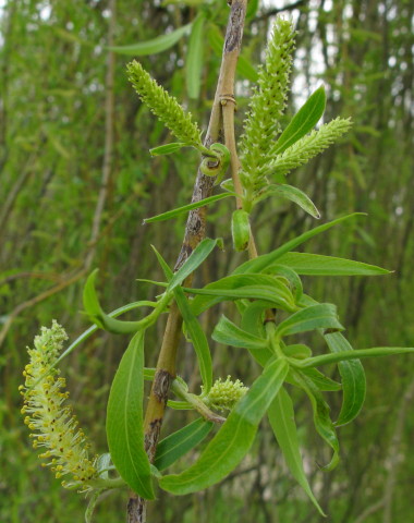 Weeping Willow catkins