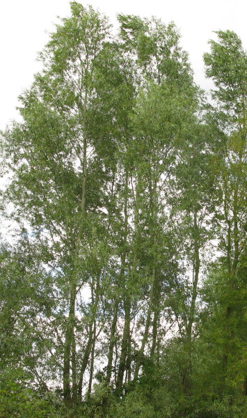 White Willow tree