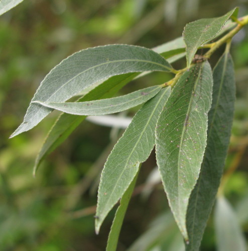 White Willow leaves