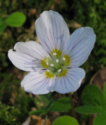 Wood-sorrel flower