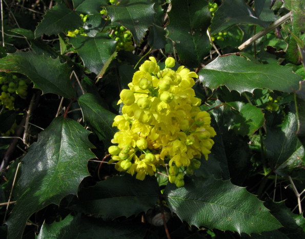 Oregon-grape flowers