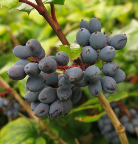 Oregon-grape berries