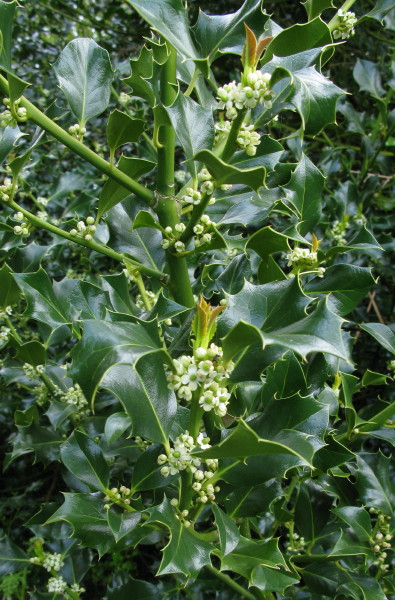 Holly plant and flowers
