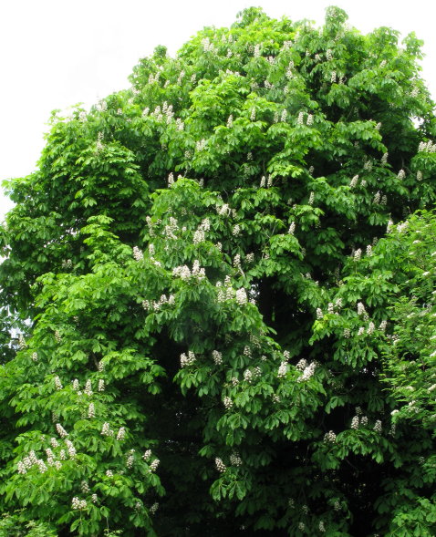 Horse-chestnut tree