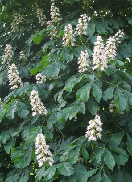 Horse-chestnut flowers and leaves