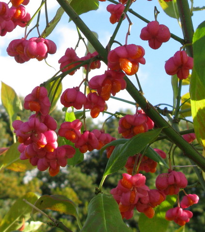 Spindle fruits
